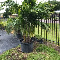 Christmas Palm Trees AKA Adonidia Palm Tree In 30 Gallon Pot 