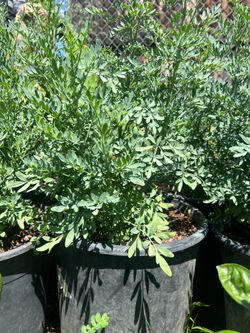 🌿 Rue (Ruda) Plant in 5-Gallon Pot — Planta de Ruda en Maceta de 5 Galones