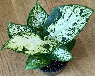 Dieffenbachia ‘Amy’ Plant / V-Day Sale ❤️ / Free Delivery Available  Thumbnail