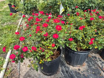 ROSE'S 3GALLONS 🌹