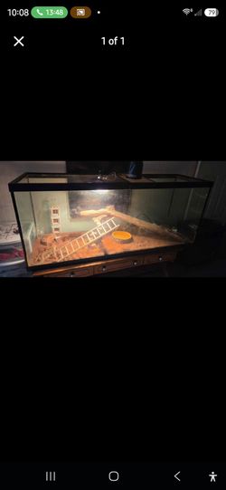 Bearded dragon enclosure