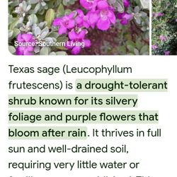 Texas Sage Plants