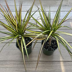 Dracaena  Marginata Kiwi comes in a 4” nursery pot. $7 ea. Check profile for more plants 