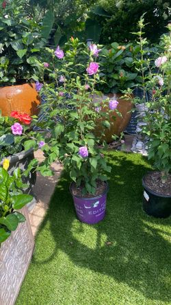 Rose of Sharon $20 each / French cabaret  beautiful  flowers