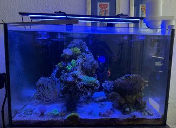 Saltwater Aquarium 66gal with wood stand, running with Jebao 10000 pump var. speed and sump.