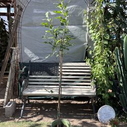 Apple Tree