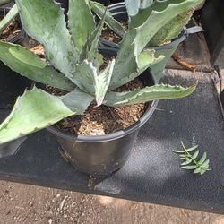 Whales Tongue Agave Plants Blue