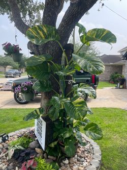 Tropical Hawaiian pothos clippings
