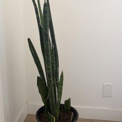 Large Snake Plant Houseplant