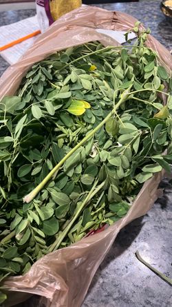 Moringa leaves