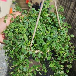 4.5" String Of Frogs (C)