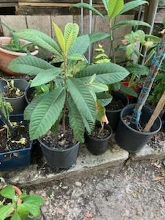 Plant sale Sunday