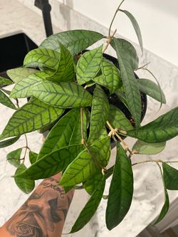 Hoya plant