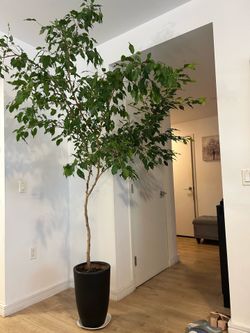 Ficus Benjamina