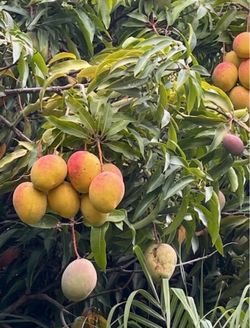 ‼️Large EXTREMELY JUICY AND DELICIOUS ORGANIC MANGOS  🥭  ‼️ $ 3 each ‼️Please, check my other listings and FOLLOW