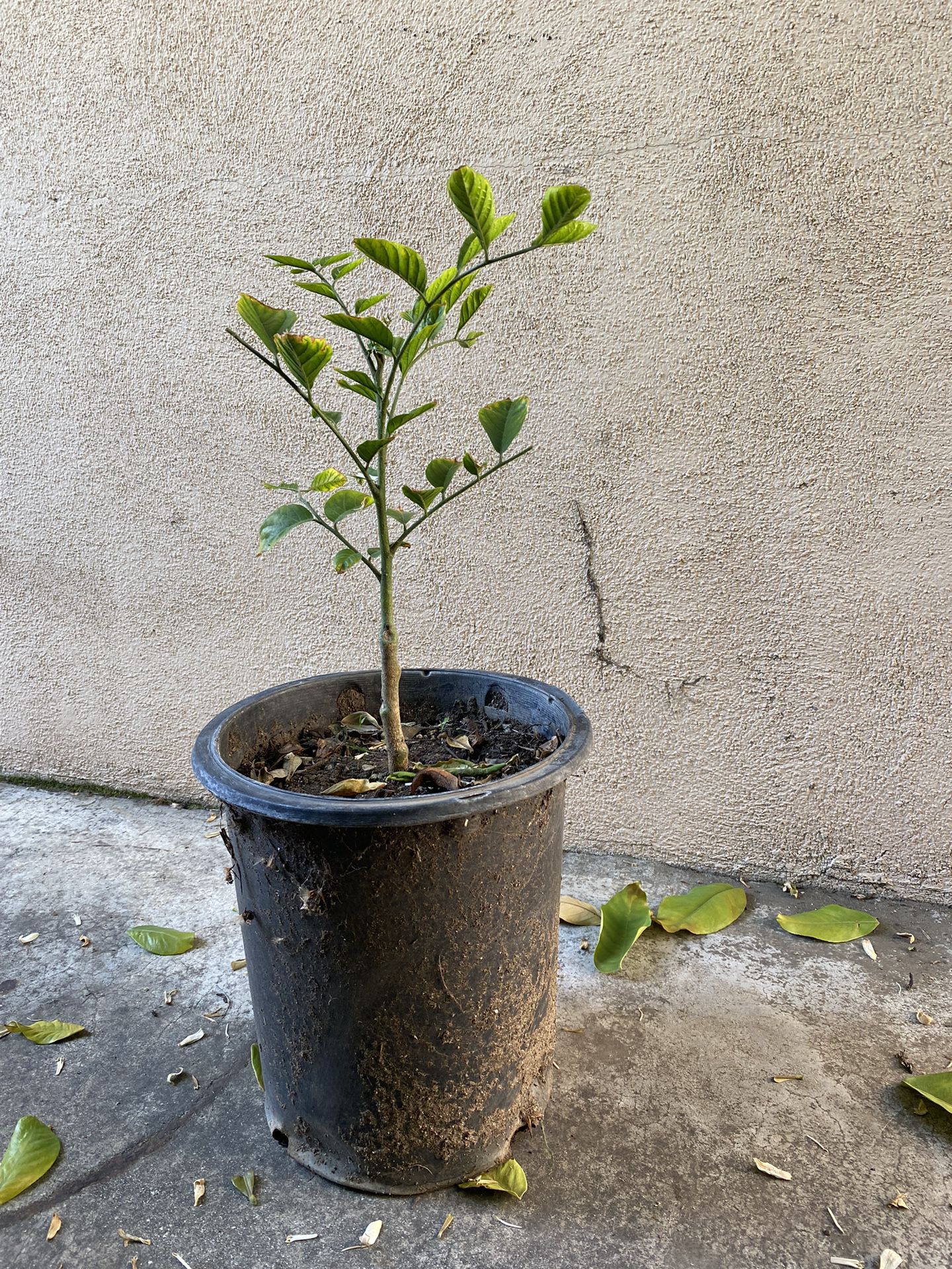 Sweet Chinese Wampi Wampee Clausena Lansium Fruit Tree Sapling 5 Gallon Over 1 Feet Tall