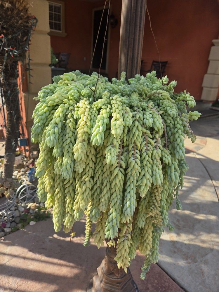 Hanging Donkey Tail Suculent Plant,All Products : American Fashion Style Bags On Sale