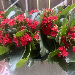 Plants Sale Prices $5-$15 Each (Discounts For Bundles)