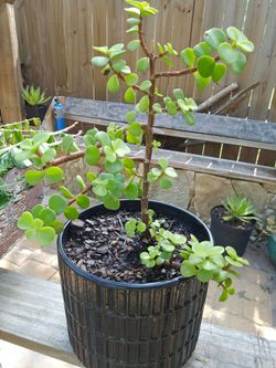 Jade