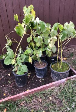 Tengo plantas de hierva santa a 10 la planta