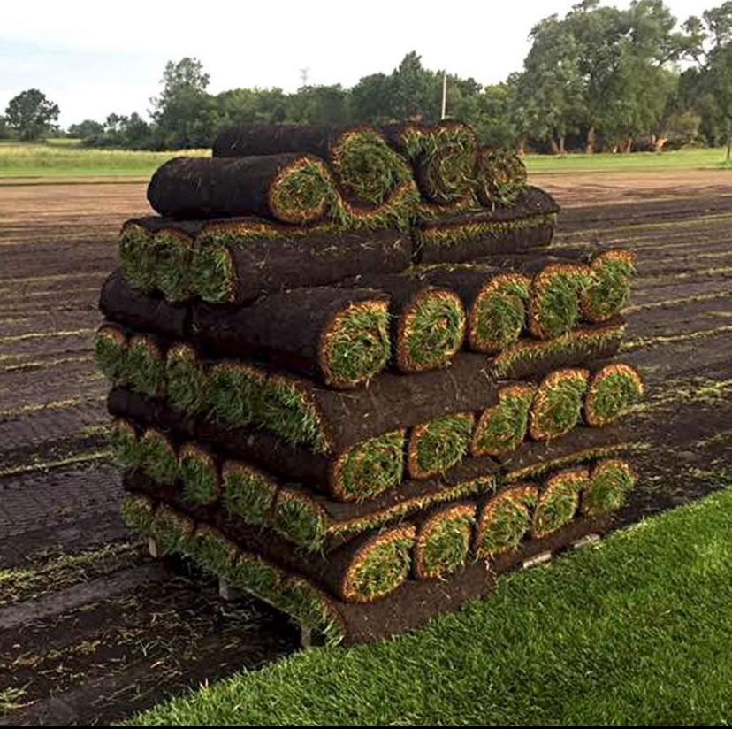 Fescue Sod