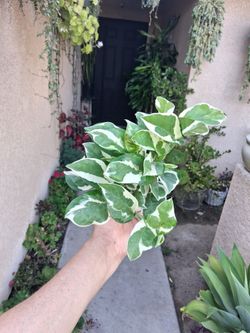 Small N'Joy Pothos Plant $12