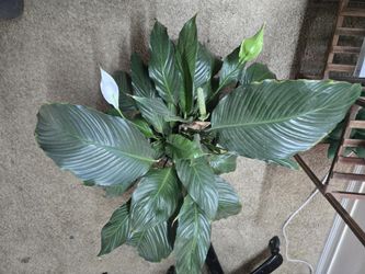 🌿 Large Peace Lily – Lush, Mature & Low‑Maintenance