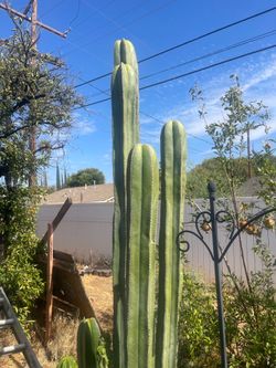 Cactuses 🌵 for sale