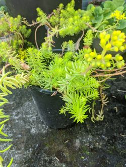 Succulent