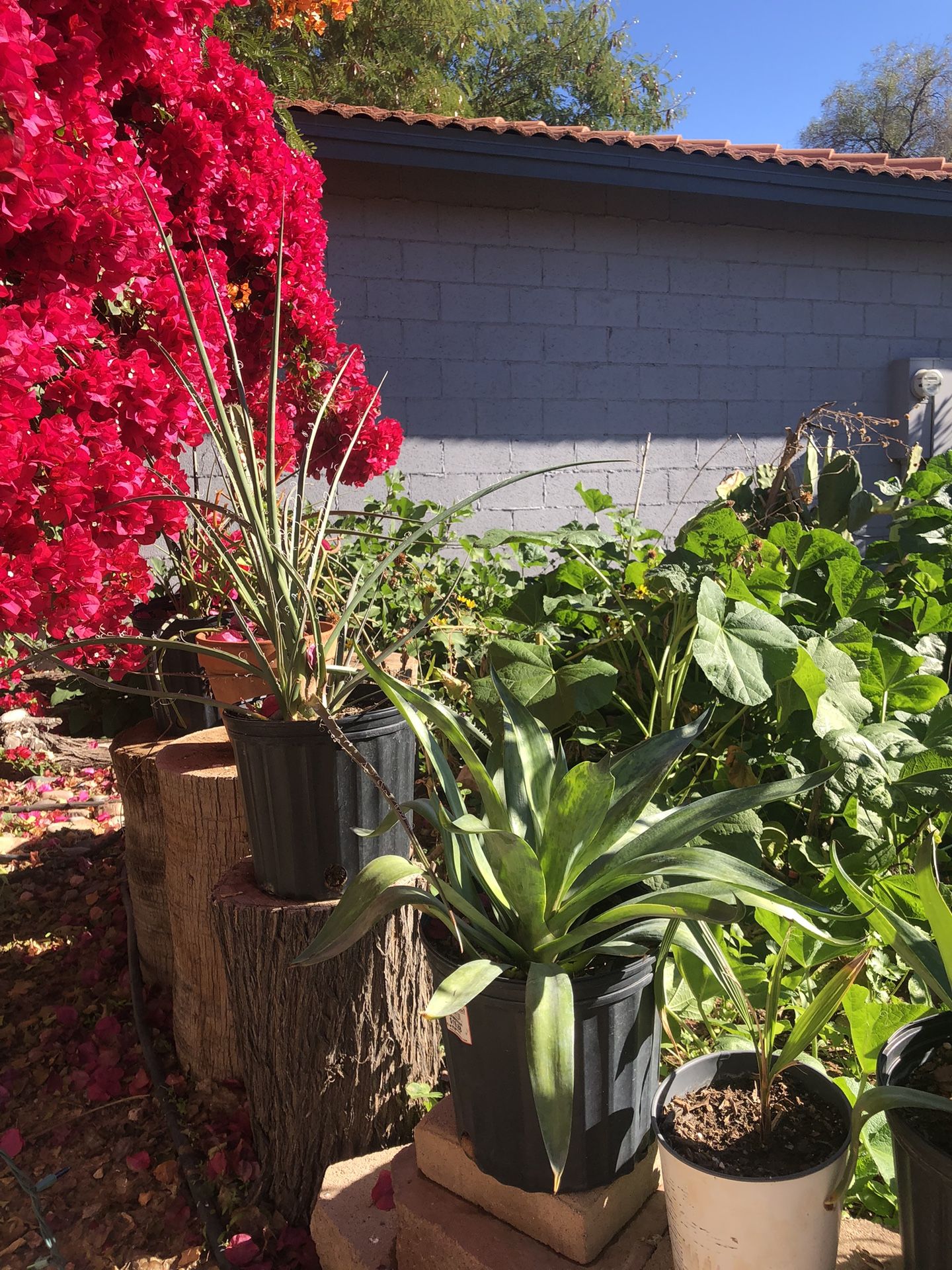 Agave desmetiana plants