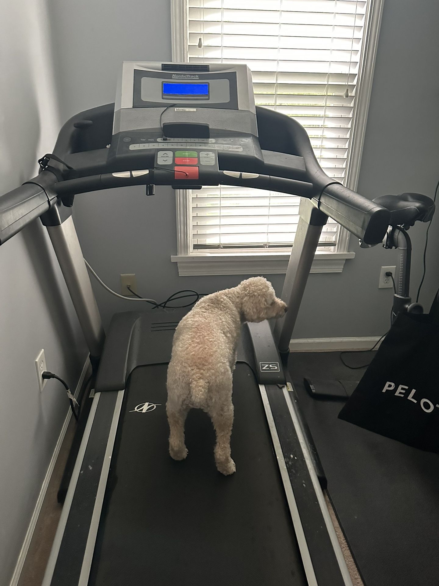 Treadmill (dog Excluded)