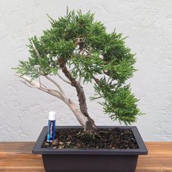 Juniper Bonsai Tree #23