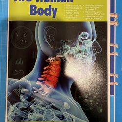 Educational Anatomy Model