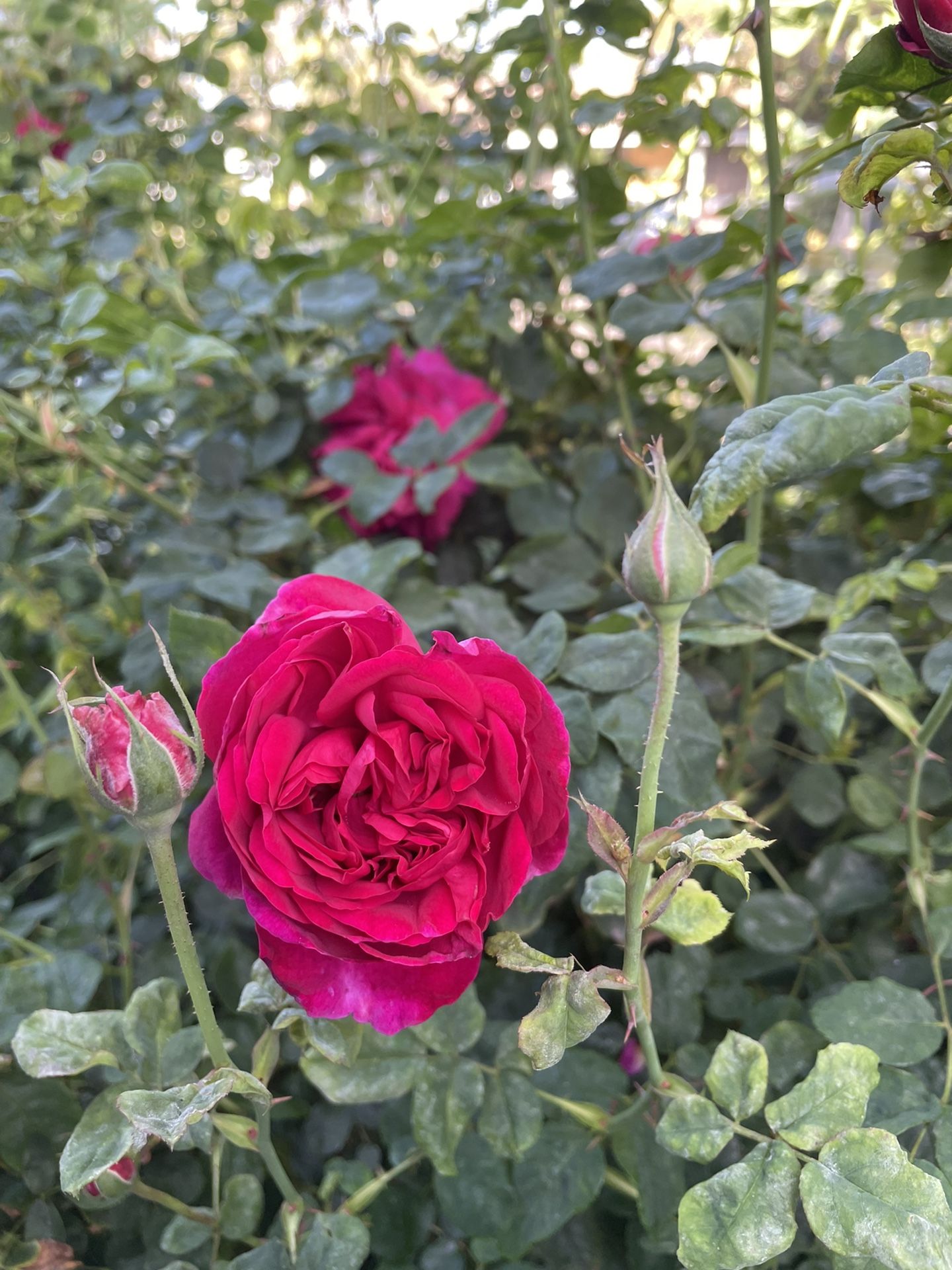 David Austin THOMAS À BECKET Rose for Sale in Fremont, CA - OfferUp