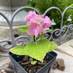 Hydrangea Plant Blooming 5” Pot 