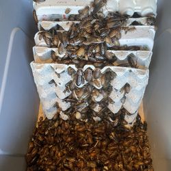 Large Medium Small Reptile Food Feed Dubia Roach 