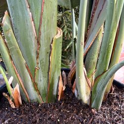 Big Bird Of Paradise 