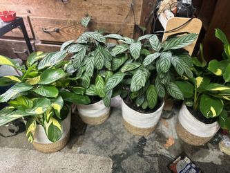 Huge Beautiful House Plants 