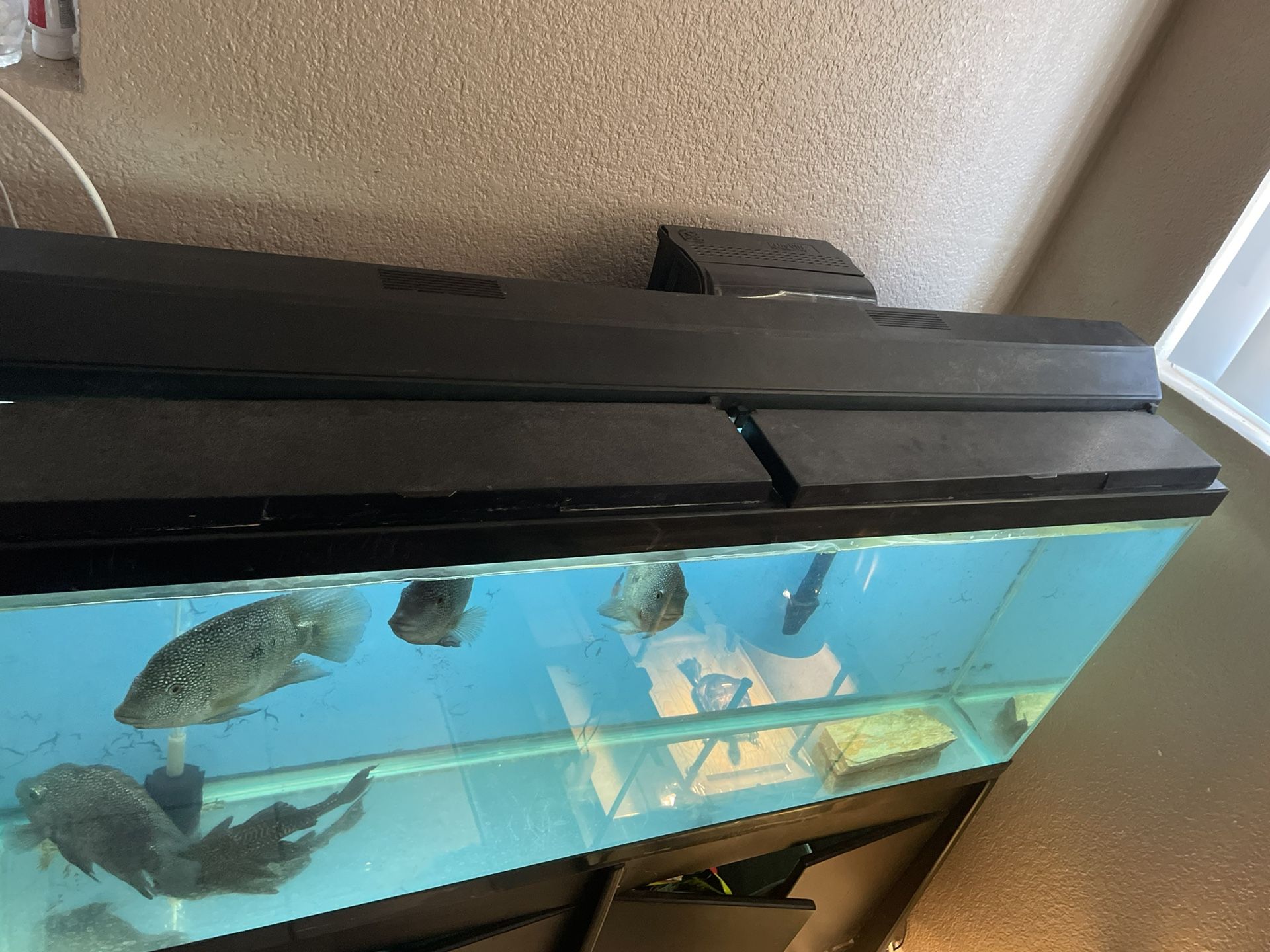 Fish Tank