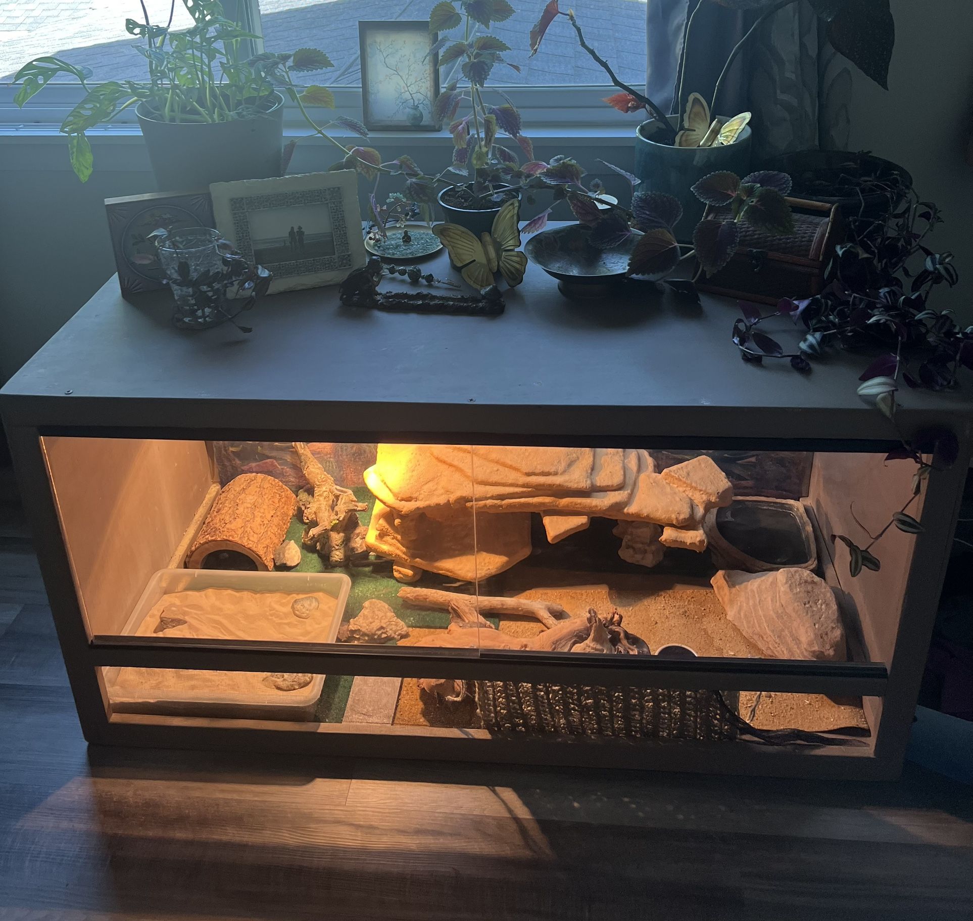Bearded Dragon- Enclosure