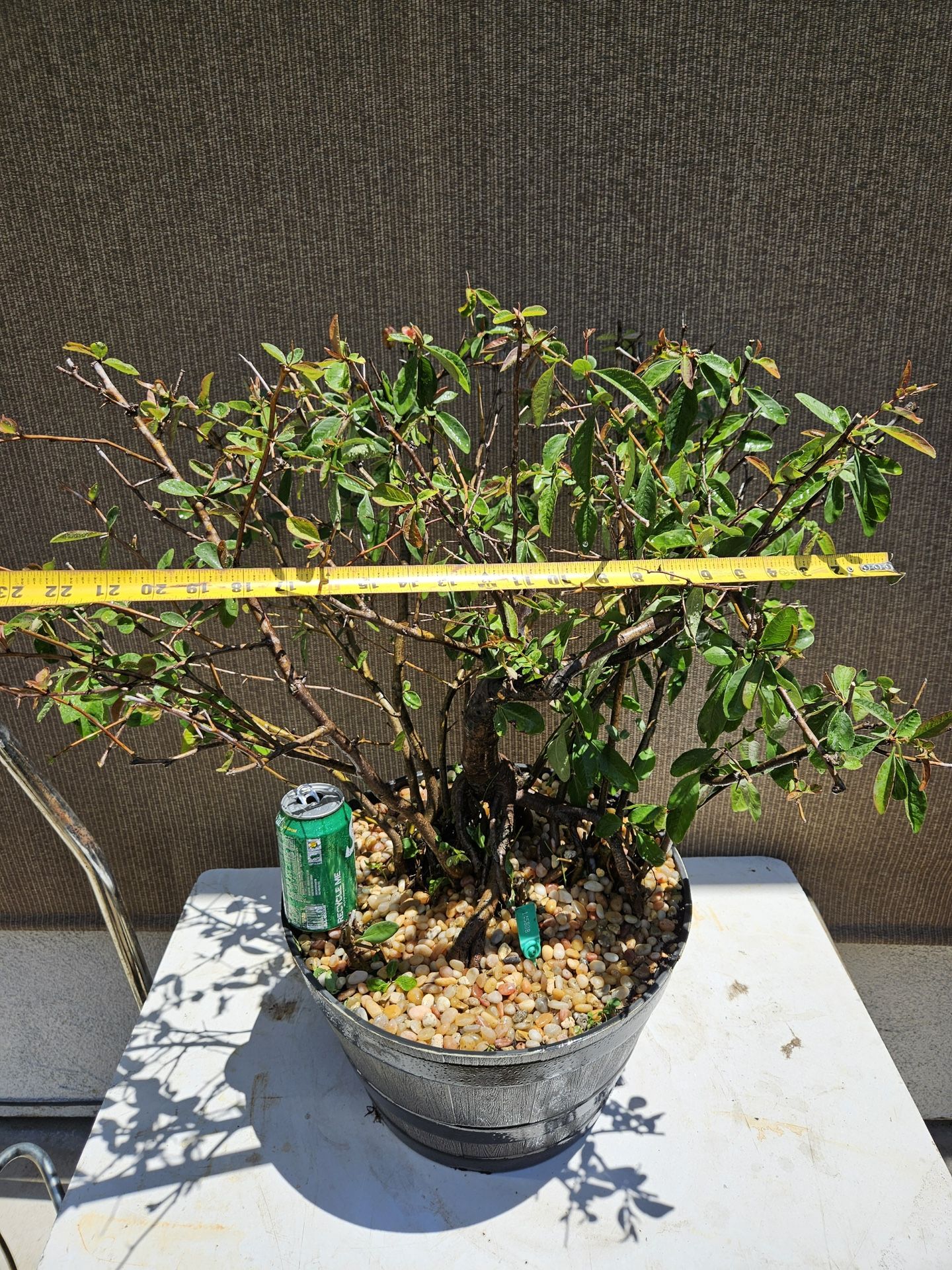 eucalyptus indoor plant Potted Eucalyptus Tree main image 1