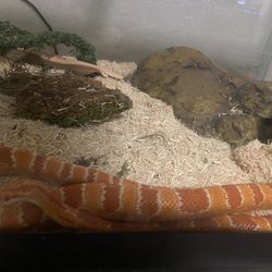 Snake Enclosure