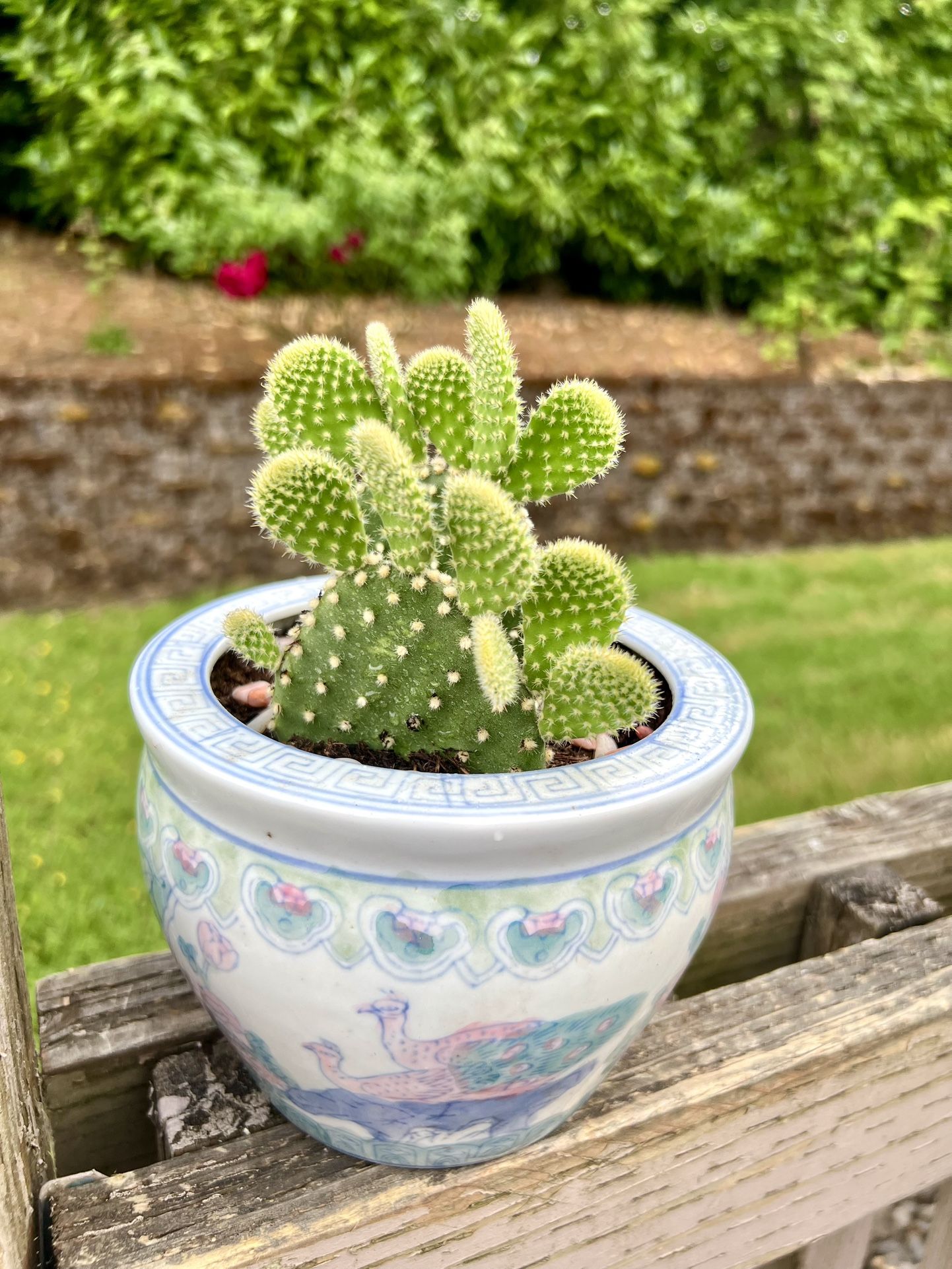 Cactus 🌵 Plant