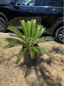 SAGO PALM