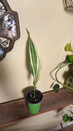 Aspidistra cast Iron Variegated