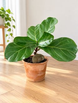 Fiddle Leaf Fig in Terra Cotta Pot