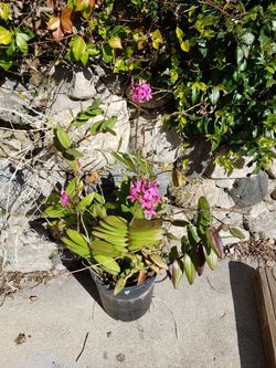Orchid
