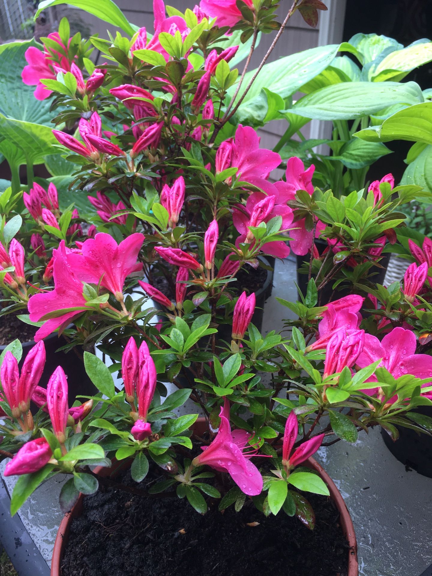 Pink Azeala