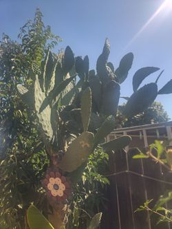 Nopales/FREE