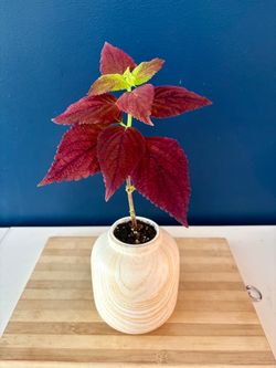 Coleus Plant in Ceramic Pot